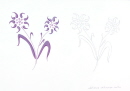 37-edelweiss-stylise