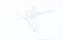 45-oiseau-alpes-dessin